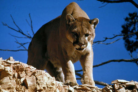 Wildlife monitoring from Bear Scare lets you know who you're sharing the habitat with, such as this cougar.