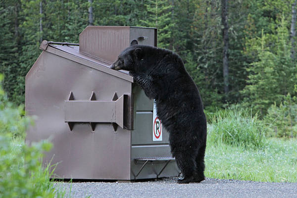 Reduce the threat of bear attack with Bear Scare wildlife safety training