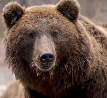 Bear Scare for Non-Lethal Bear Management and Bear Safety Training Courses