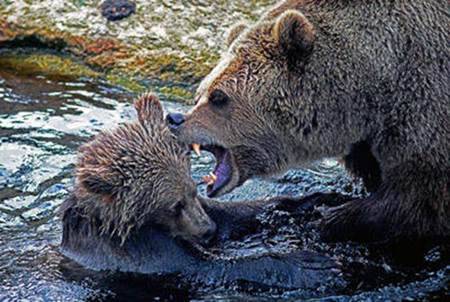 Bear Scare provides Bear Awareness and Response Training
