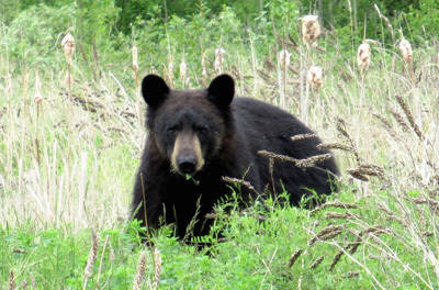 Bear monitoring from Bear Scare is important to reduce encounters.