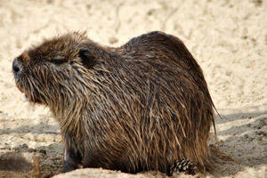 Beaver control, including beaver trapping, is offered by Bear Scare along with other Wildlife Management services